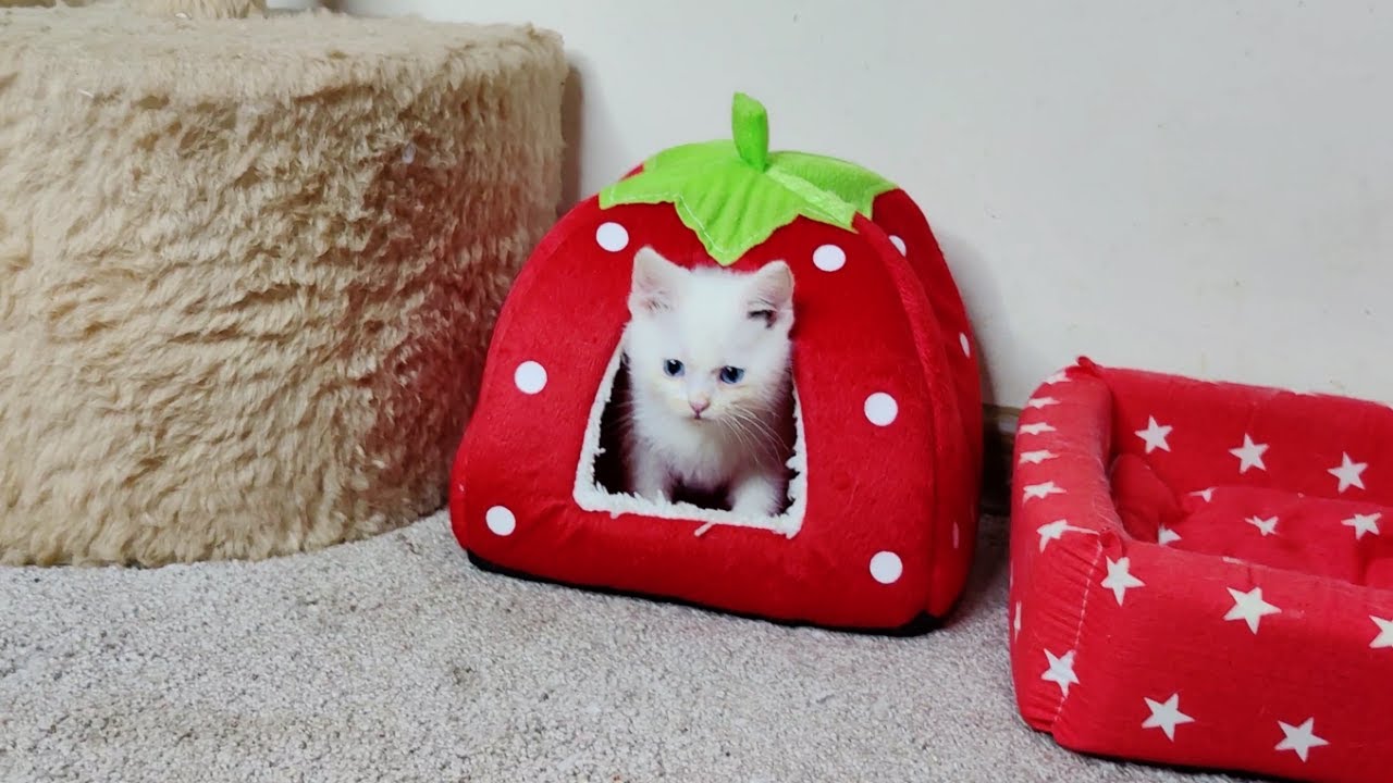 КОШКИ И КОТЯТА. Котенок Дино с удовольствием играет со своим старшим братом.