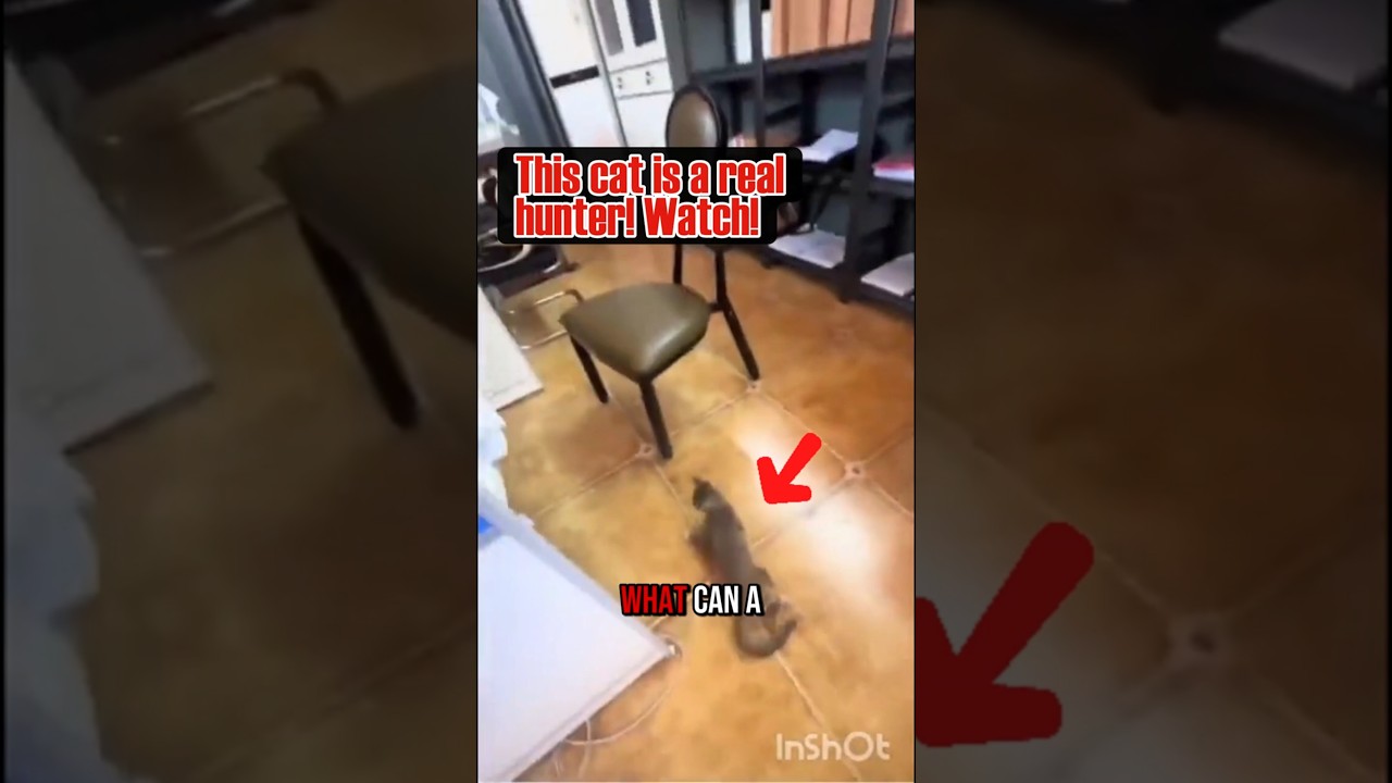 small cat, big heart!