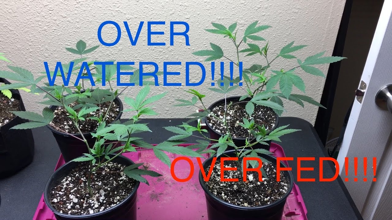Troubleshooting cannabis plant