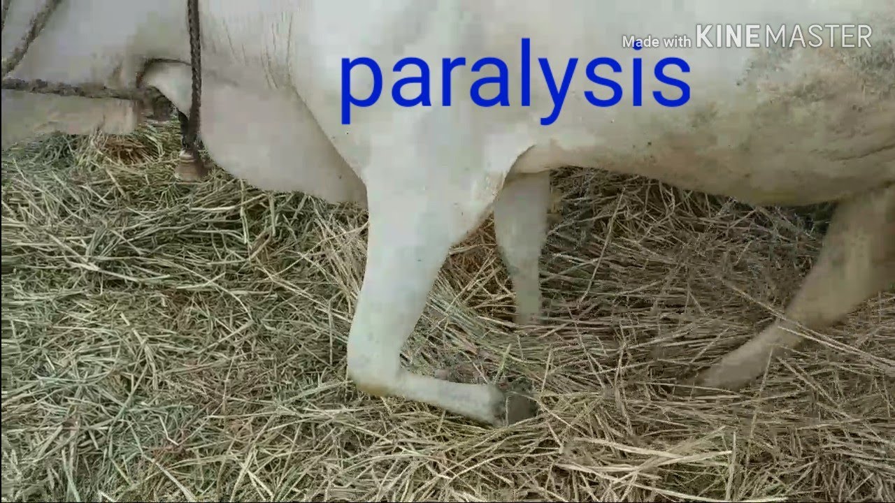 Paralysis(radail nerve paralysis) in cattle(animals) how vet doctor treated/ paralysis in cows