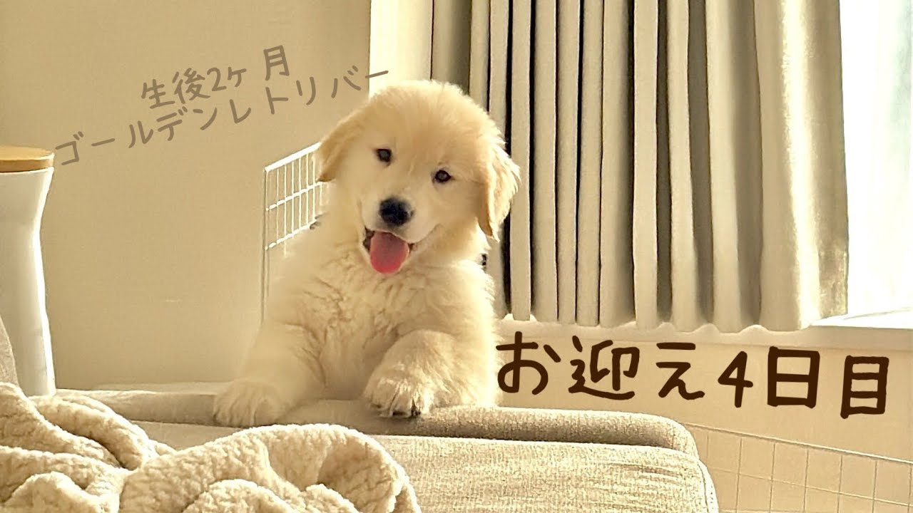 【お迎え４日目】生後2ヶ月ゴールデンレトリバー　初めての掃除機と新しいベッド！
