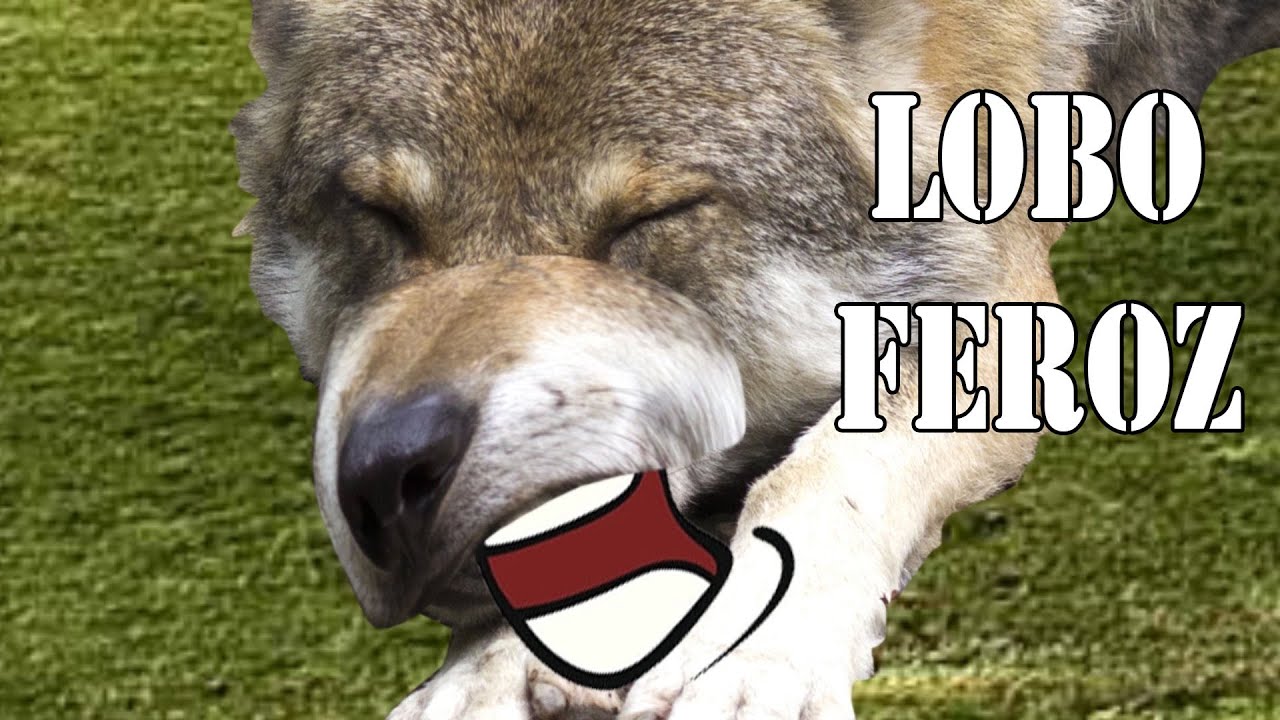 6 CUENTOS INFANTILES DEL LOBO FEROZ: Los tres cerditos, Caperucita Roja y Los Siete Cabritillos