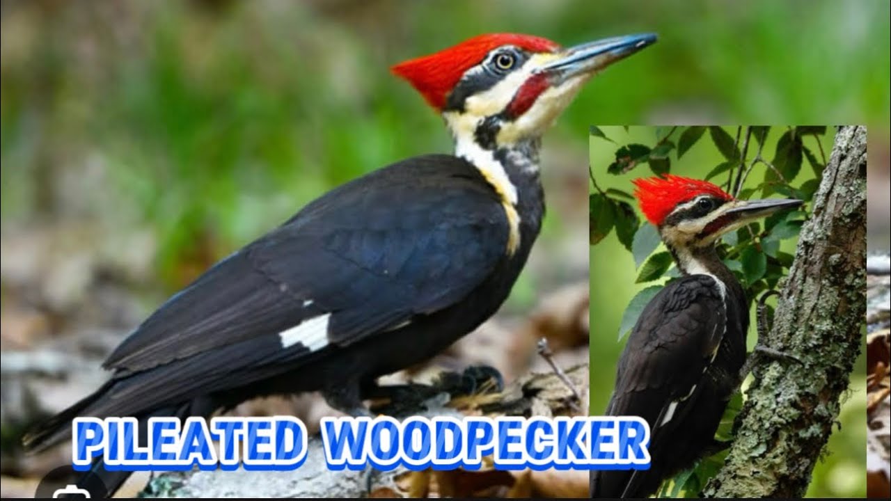 Pileated woodpecker at the backyard @nanay71