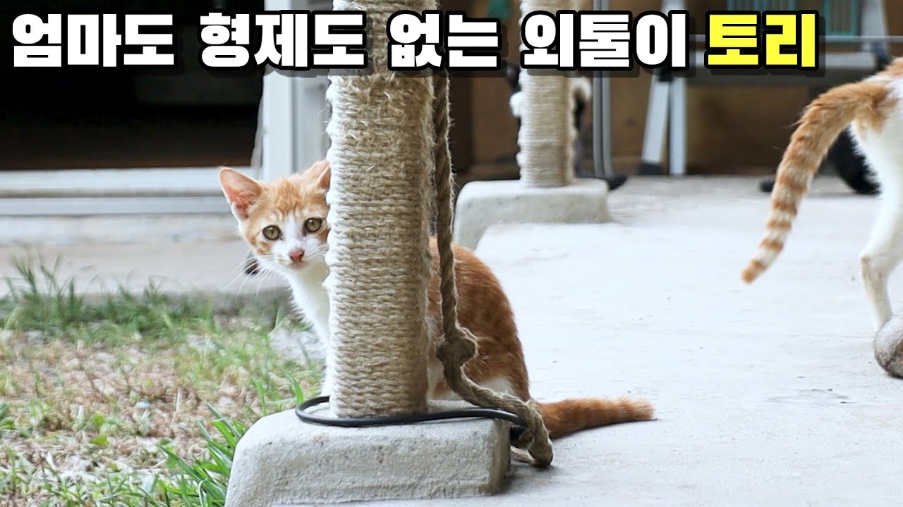 엄마 없이 혼자 온 어린 길냥이