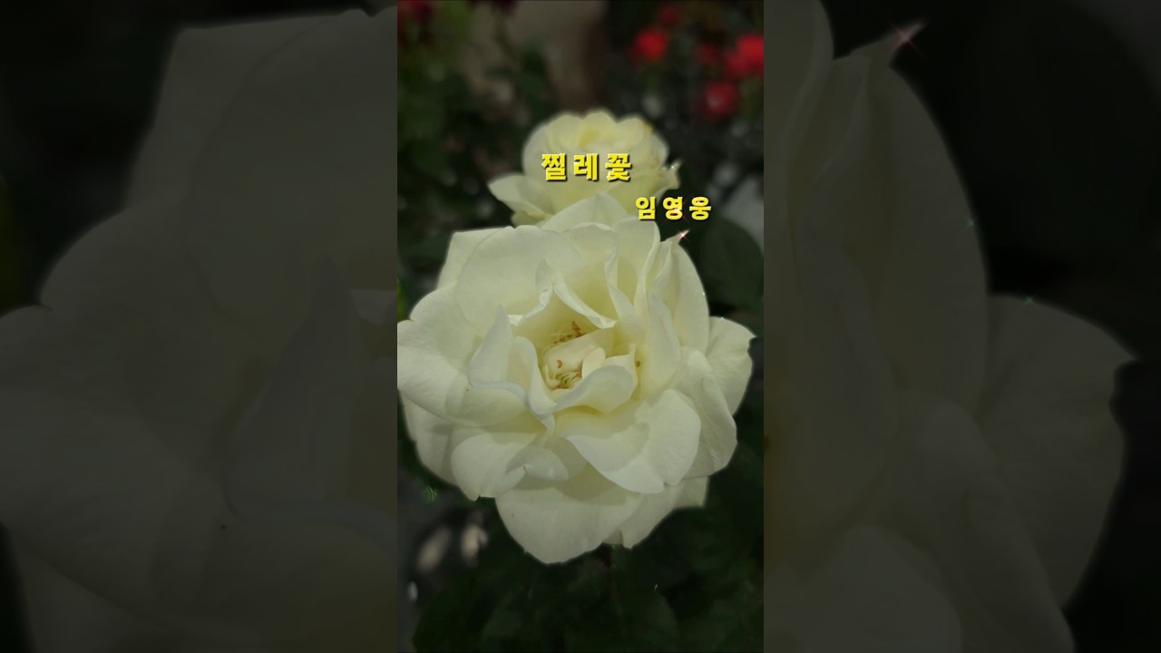 찔레꽃# a flower of straw # 임영웅 # 미스터트롯 진 # shorts