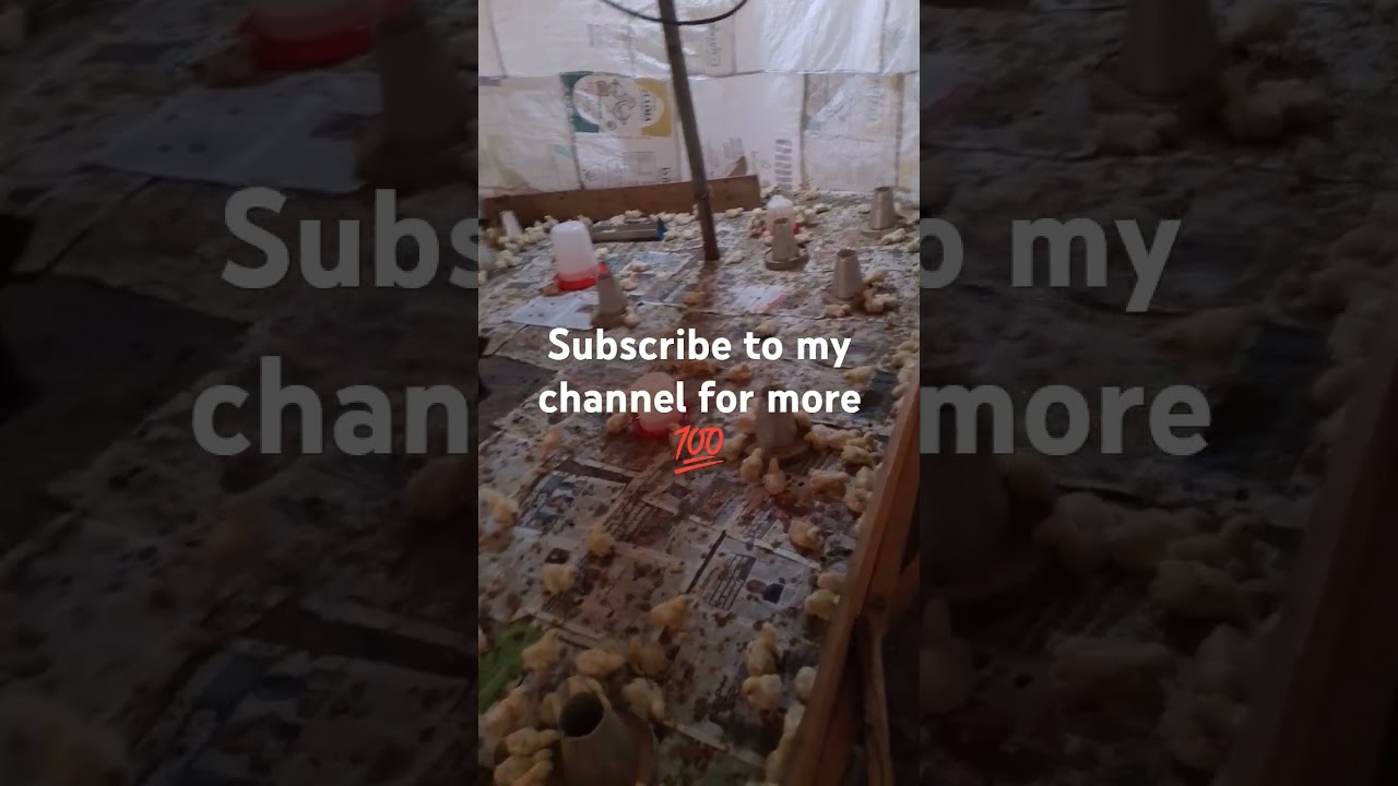 I can teach you how to grow your poultry business #poultrybusiness #poultryproducers #poultryfarmers