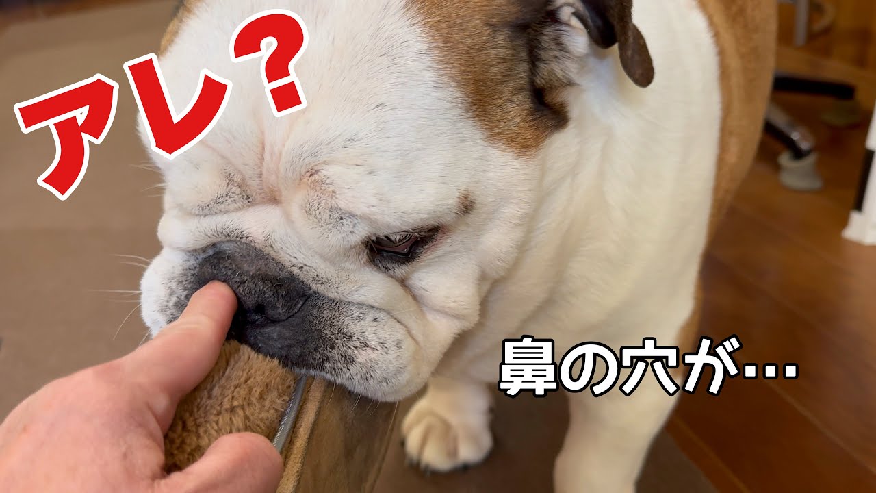 鼻の穴に指を突っ込んだ時　おばさんは気付いてしまった。