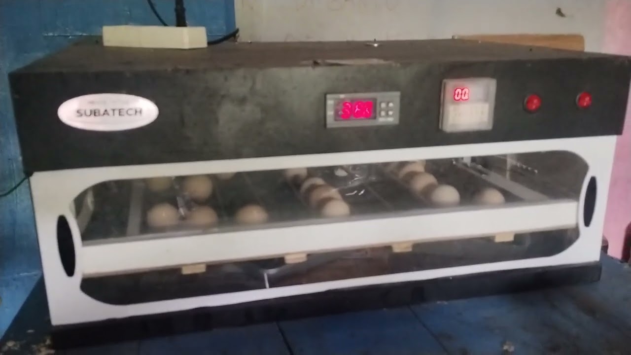Alhamdulillah... Baru belajar bertelur ayam brahma x sengkuni || langsung masuk mesin penetas