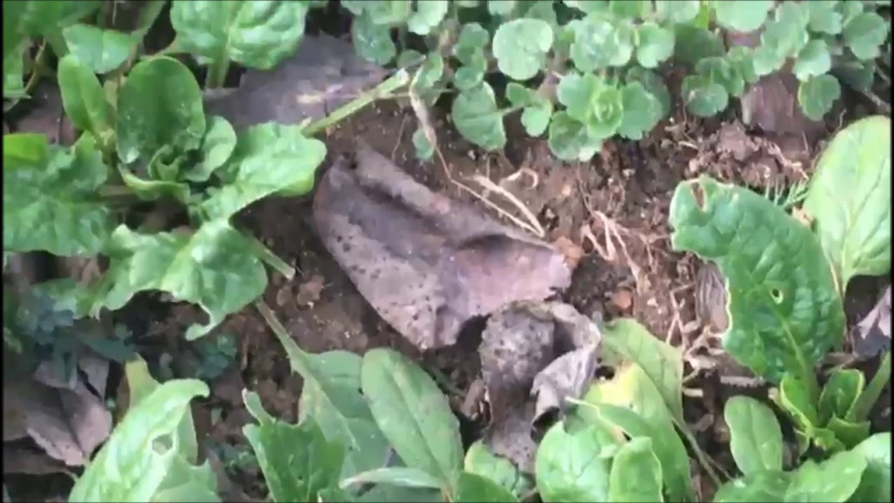 ОБЗОР САДА ПОСЛЕ МОРОЗА В СЕВАСТОПОЛЕ / МОЙ ЛИЧНЫЙ ОПЫТ САДОВОДСТВА