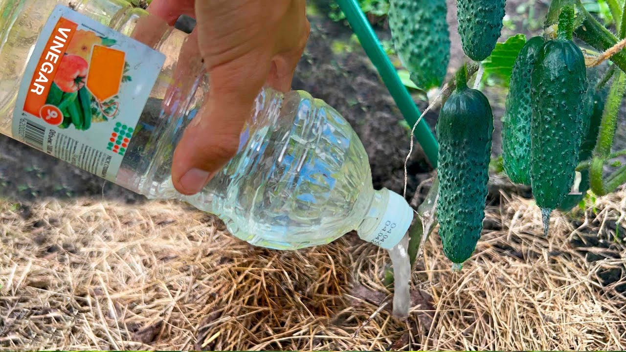 Urgently give vinegar to Cucumbers and Tomatoes in August and you will harvest in buckets!