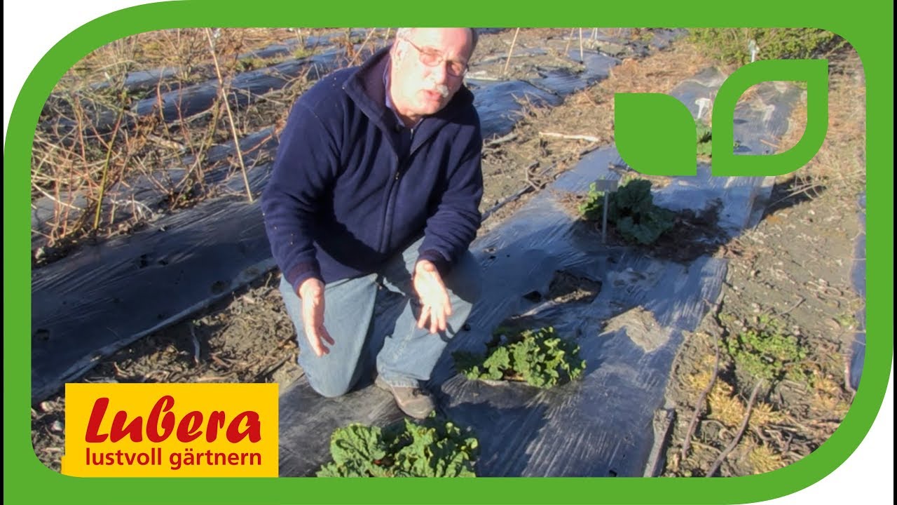 Die besten Rhabarbersorten für den Garten