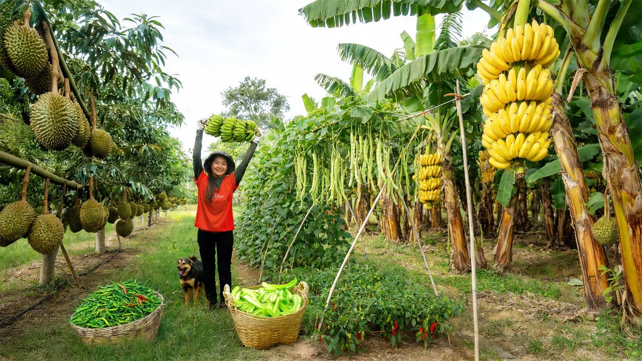 Harvest: Bananas, Winged Beans, Chili Peppers, And Durian To Sell At The Market – Cook, Do Gardening