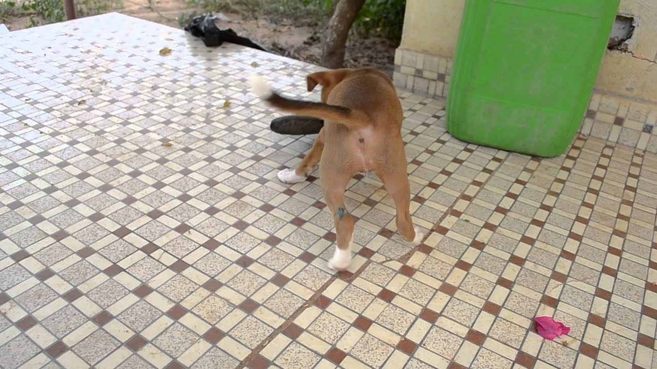 eating a flip flop