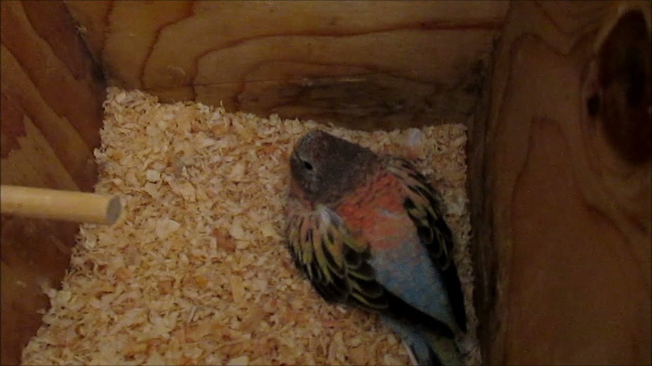We Have Eggs! Bourke's Parakeets on Nests, and Feeding Fresh Kale