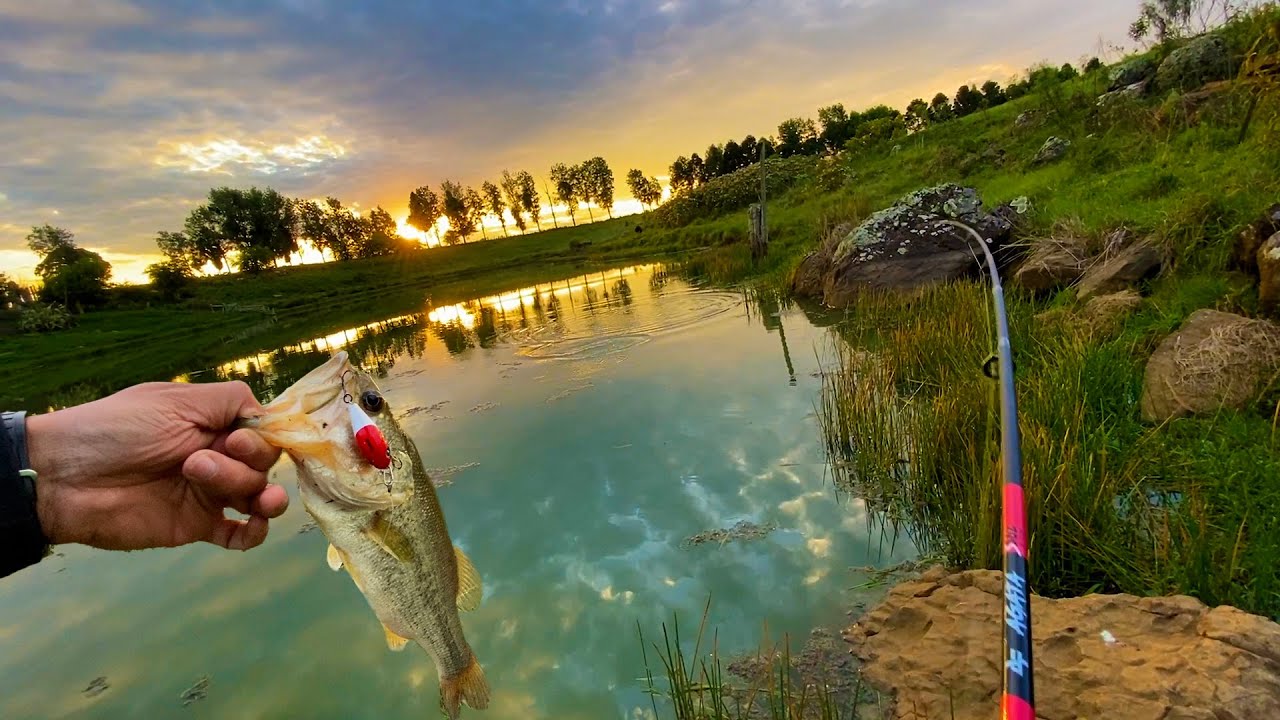 FUI PESCAR O LOGO DO CANAL !    Pesca de Black Bass |  Fazenda Estância Velha/SC
