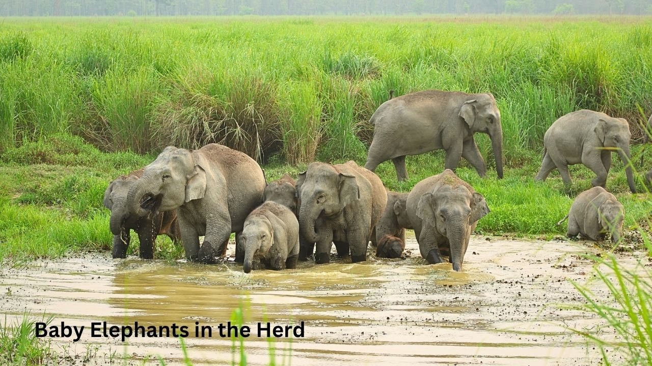 Never Seen :Sudden Charge by Elephant & Sudden tension with Elephant Herd/Final Glimse of Tiger