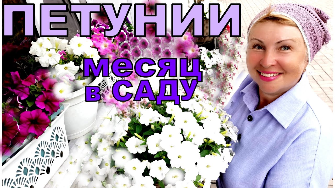 Петунии буйствуют в саду уже месяц. Чем кормлю и как часто?