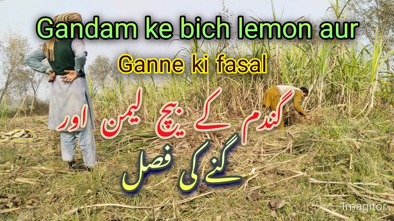 گندم کے بیج لیمن اور گندم کے ساتھ گنے کی فصل#villagelife#village  #lalapindwala #vlog 