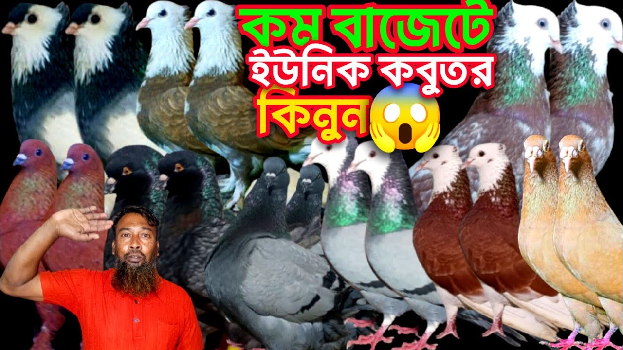 কবুতর বিক্রি জলিল ভাইয়ের অসাধারণ কোয়ালিটিফুল কবুতর কিনুন কমদামের মধ্যে #pigeon