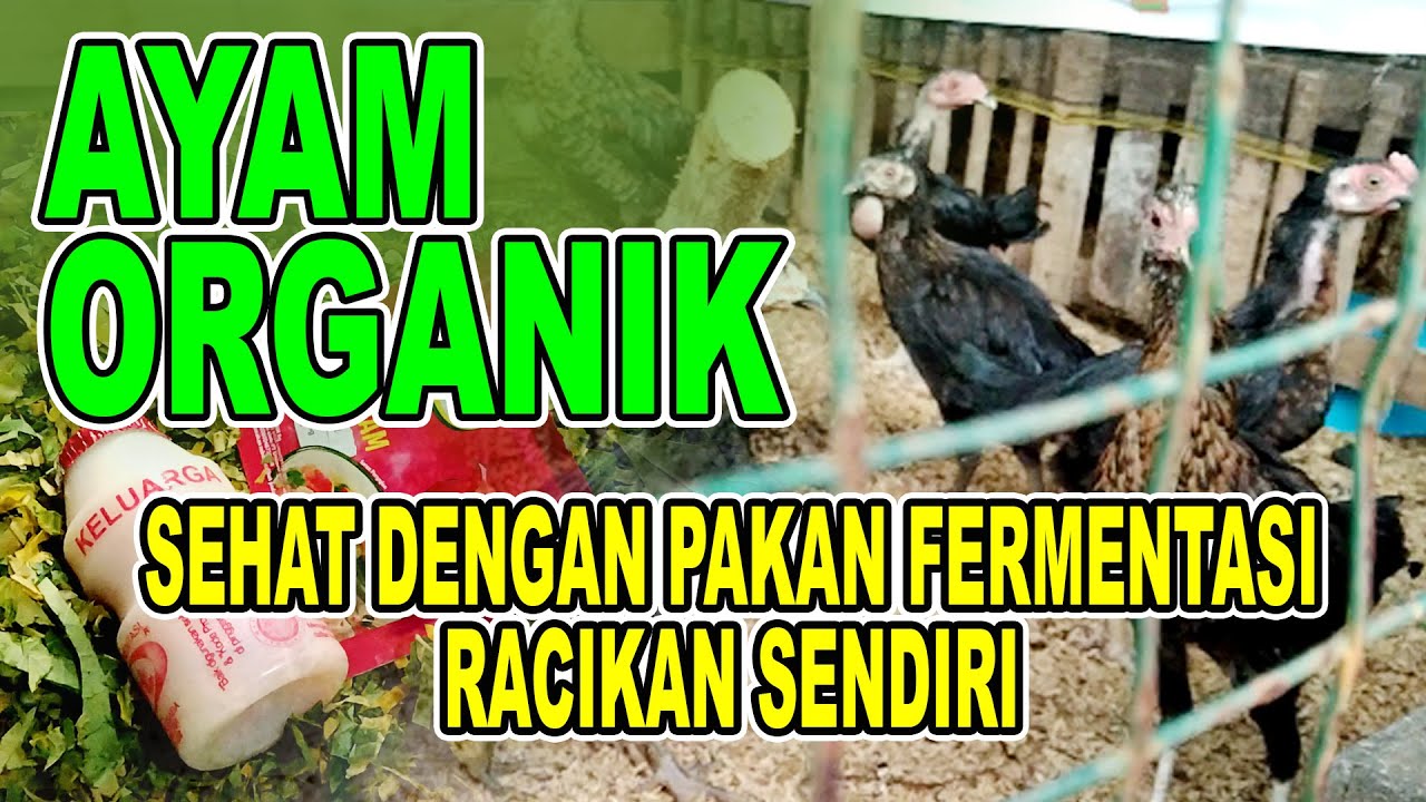 AYAM ORGANIK DENGAN PAKAN FERMENTASI RACIKAN SENDIRI 001
