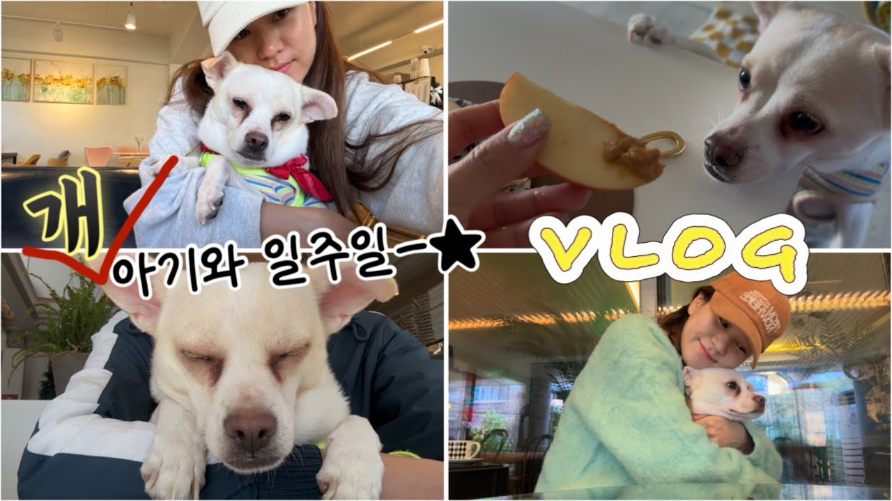 [vlog] 이러다 개 입양하겠어요🐶 강아지 임시보호•일주일 개육아•강아지 키우기 현실•피자나라 치킨공주•애견동반 까페•백수일상•개집사