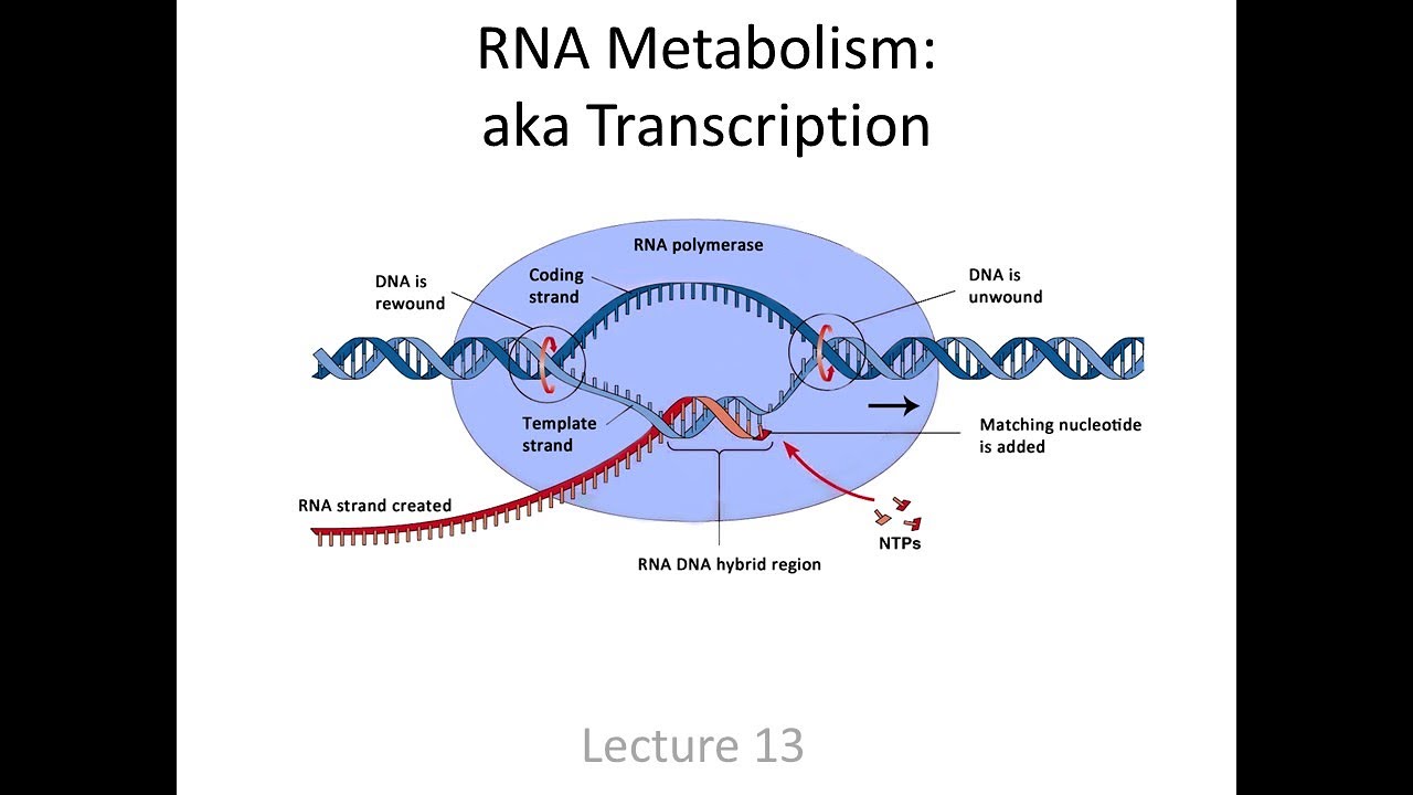 Lecture 7 - RNA Metabolism