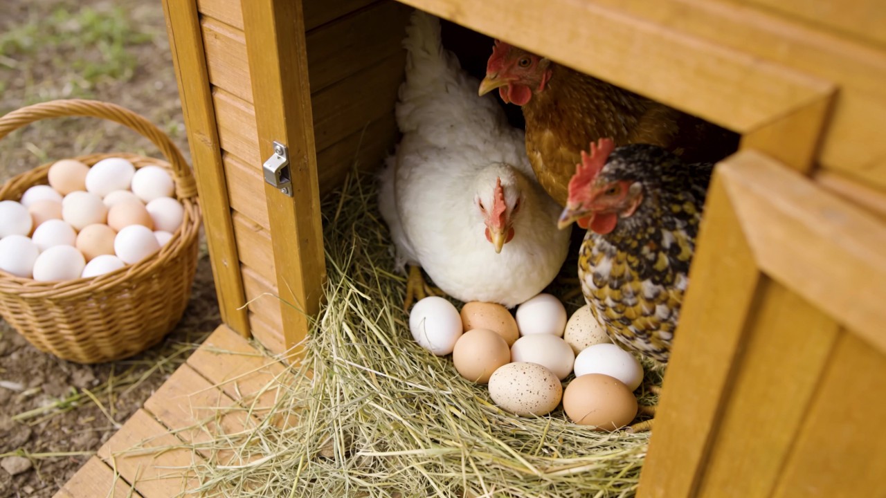 Chickens Eating Calmly  No Talking
