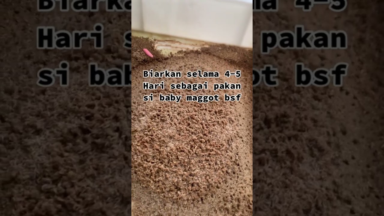 Rahasia Media Penetasan Maggot BSF