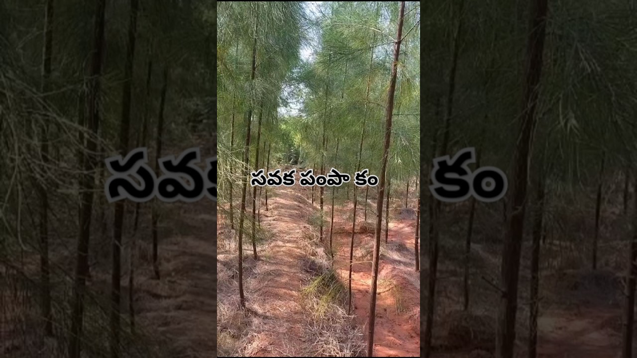 సవక తోట పెంచడం #farming #farmer #farm #savaka#short#vairallvediuo