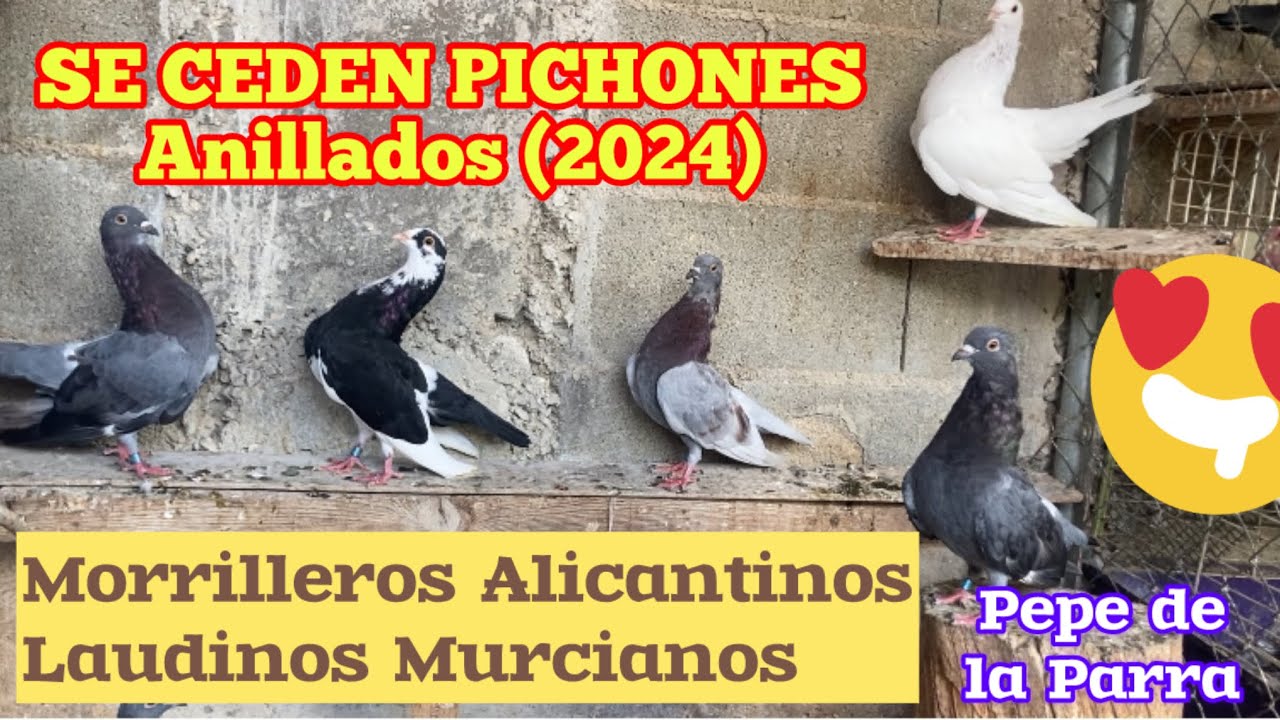 Para ceder, para criar razas puras o hacer mixtos o cruzados,morrilleros y Laudinos pepe de la Parra