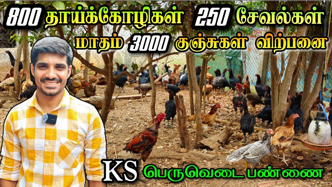 மிகப்பெரிய தாய்க்கோழிப்பண்ணை | இத்தனை கோழிகள் மேய்ச்சல் முறையிலா? | தூய பெருவெடை குஞ்சுகள் விற்பனை