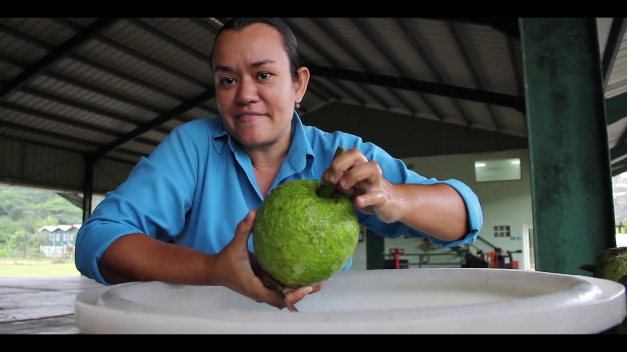 Post Harvest Management of Breadfruit - Saint Lucia