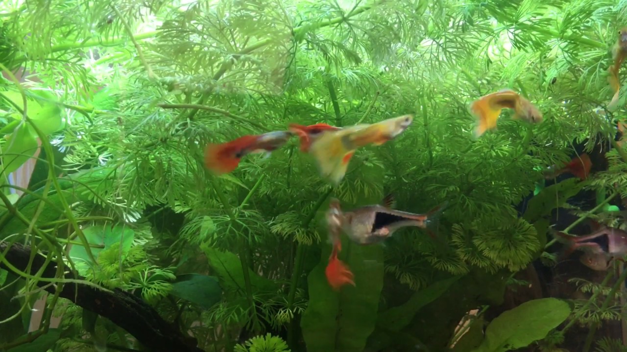 Entretien d'un aquarium de 60l