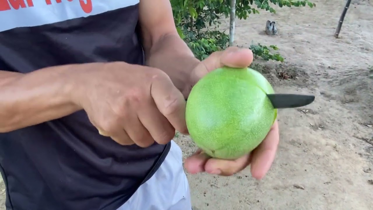 Você quer ter um pé de maracujá de qualidade venha comigo 