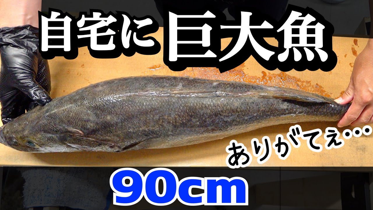 我が家の肉食生物集合！約20種の生き物が巨大魚を食べまくる！