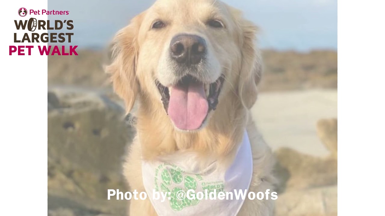 World's Largest Pet Walk 2021 Wrap Up | Pet Partners