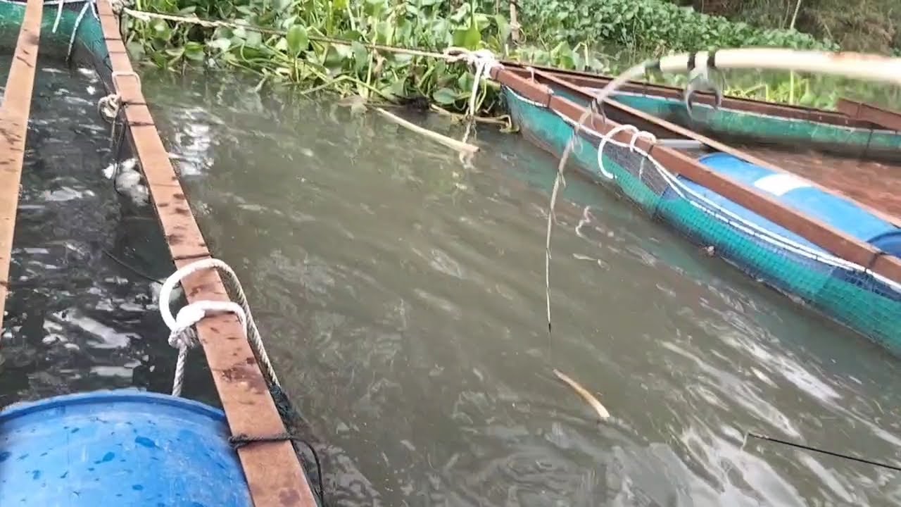 Săn cá Leo, tiếp tục có hàng, ngày nào cũng có cá quá mai mắn