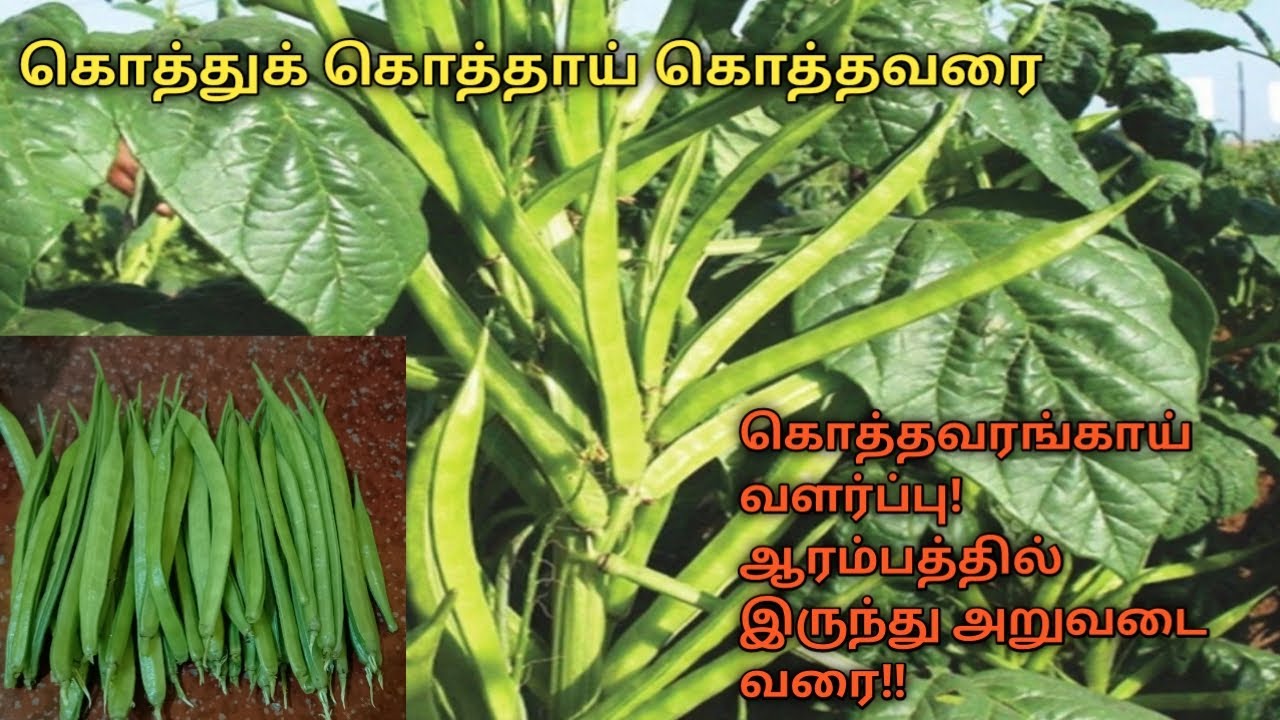 கொத்தவரங்காய் வளர்ப்பு! ஆரம்பத்தில்இருந்து அறுவடை வரை!!  Cluster Beans Beginning to harvest