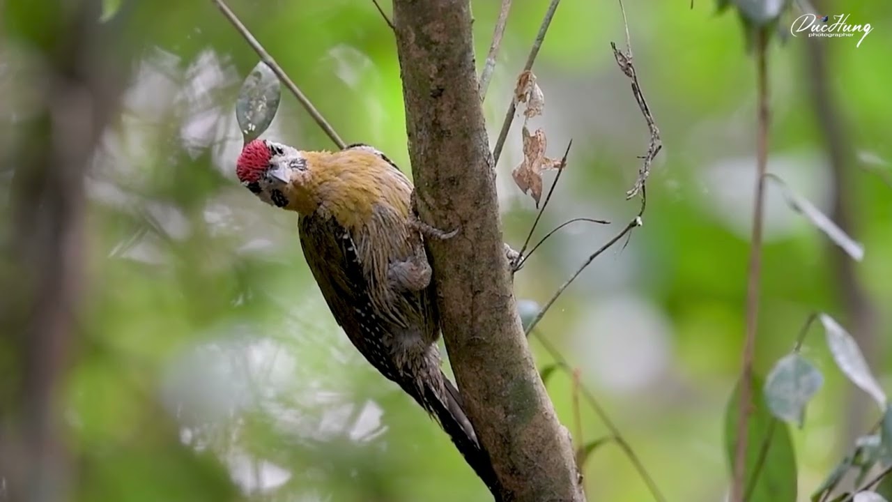 Silver-breasted Broadbill. Laced Woodpecker. Blue-rumped Pitta.