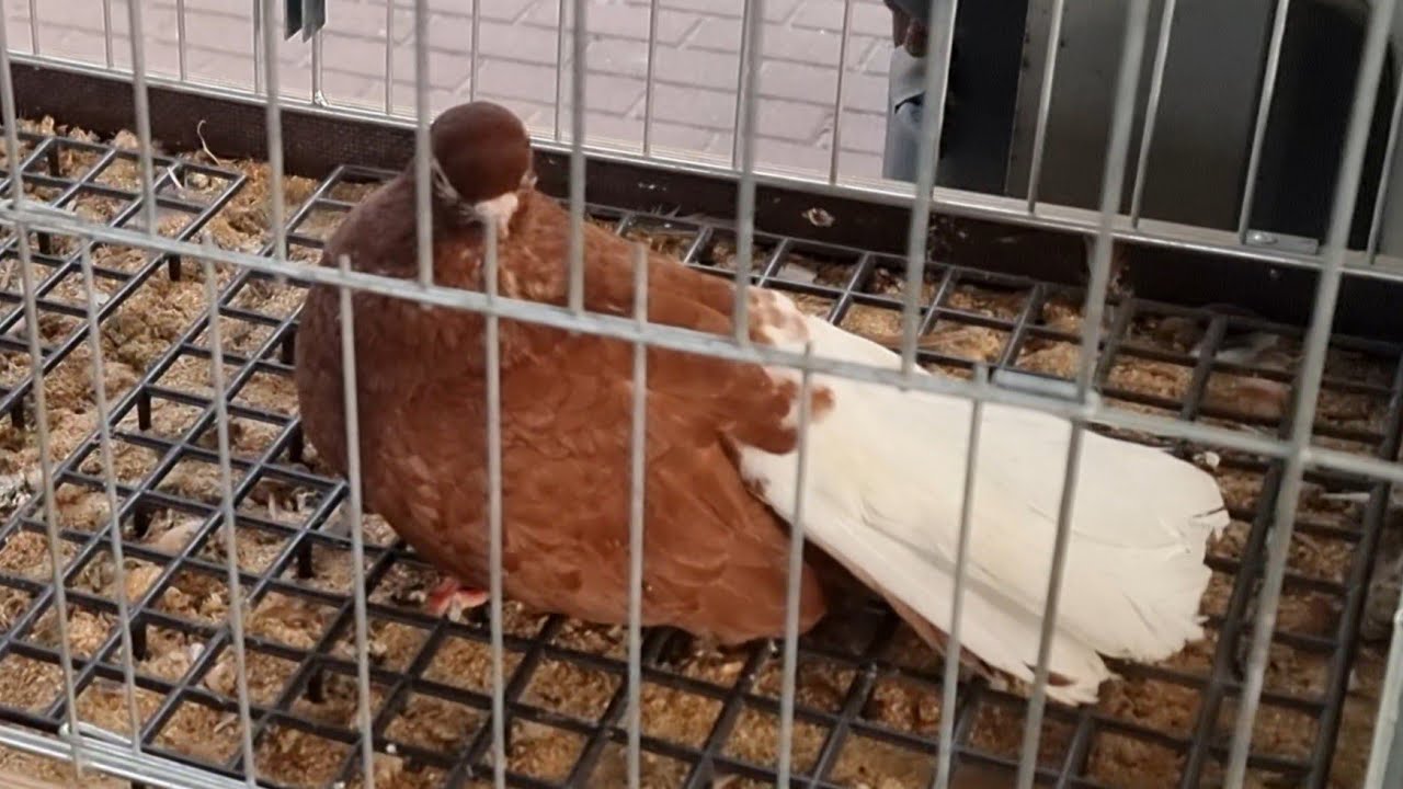 Rynek Targ Grajewo 10/08/2025 #pigeons #gołębie #birds #ptaki #kury #duck #króliki #zwierzęta