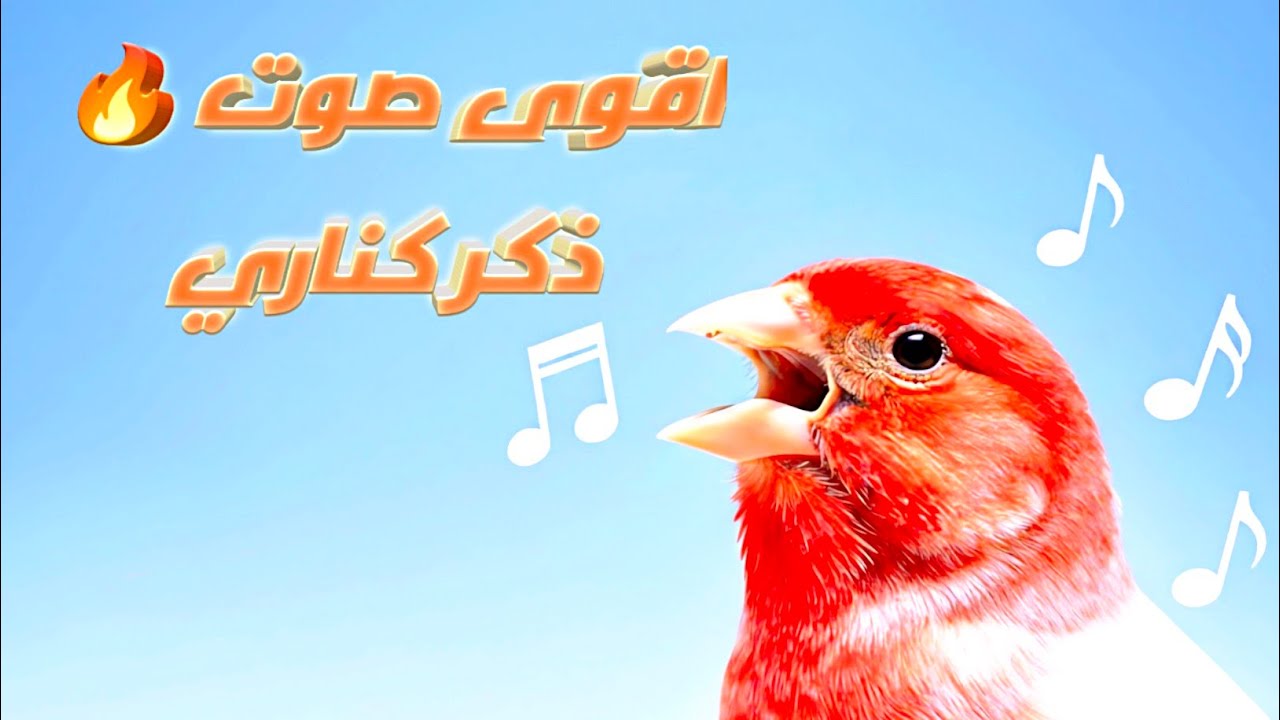 اقوى صوت كناري هائج لتحفيز طيورك على التغريد (نتائج فورية) 🐦🔥 