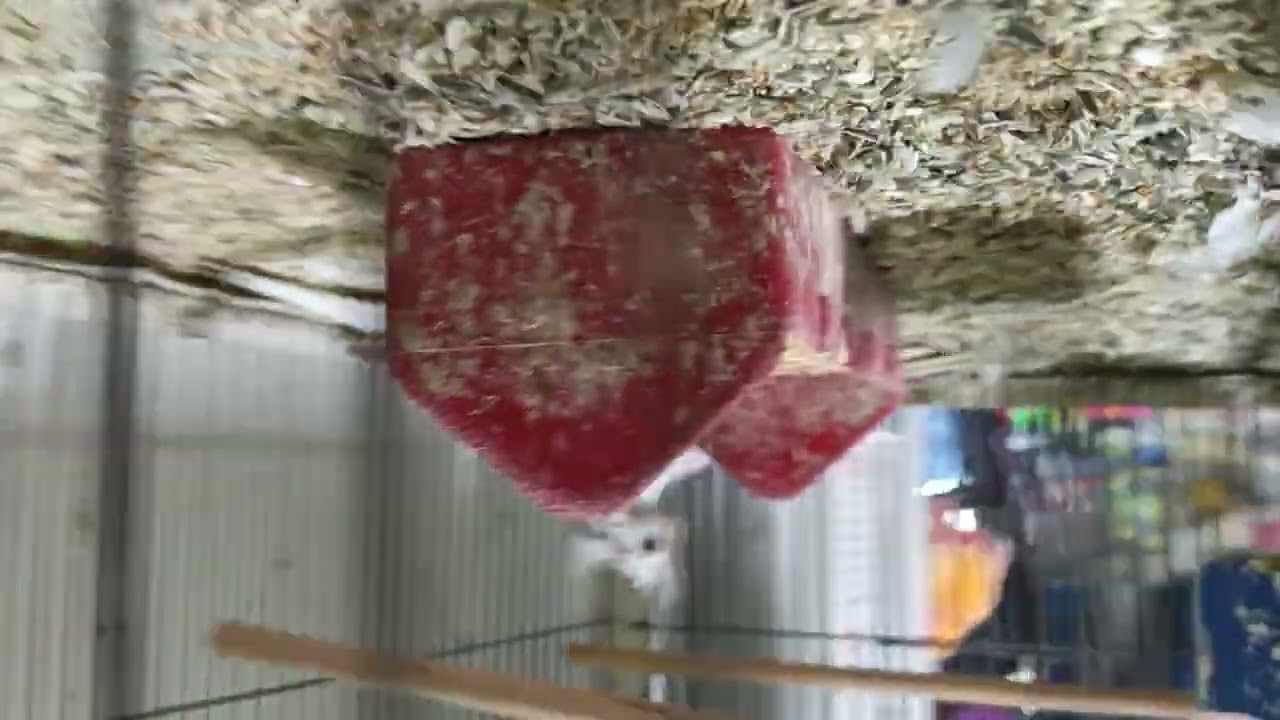 Sozumuzde durduk muhabbet kusu almaya gidiyoruz