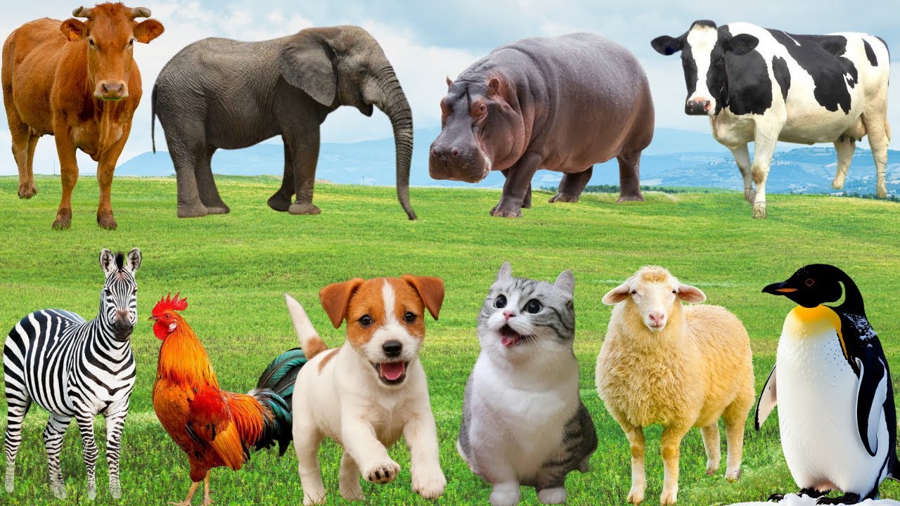 🎵 Đại Nhạc Hội Trên Đồng Quê – Khi Gà, Bò, Chó & Mèo Mang Đến Giai Điệu Vui | FarmAnimals🐓🐮🐶😽