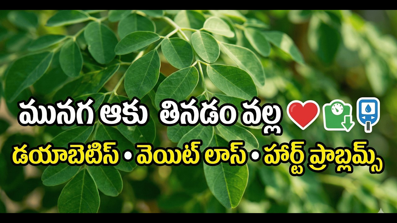 Stop Ignoring Moringa Leaves (మునగ ఆకు)! Beat Diabetes, Heart Problems & Joint Pain Naturally