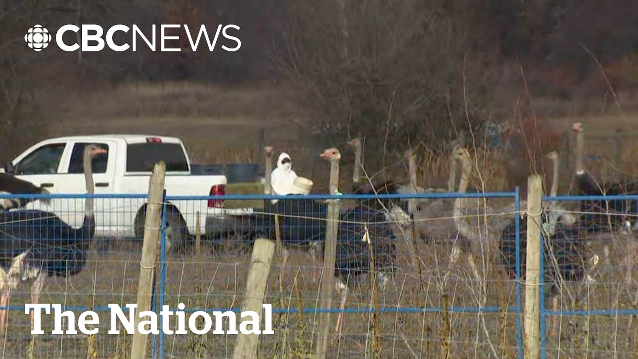 Ostrich cull looms after Supreme Court dismisses B.C. farm's appeal