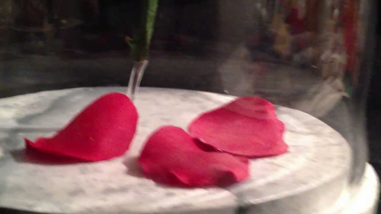 Beauty and the Beast Floating Rose