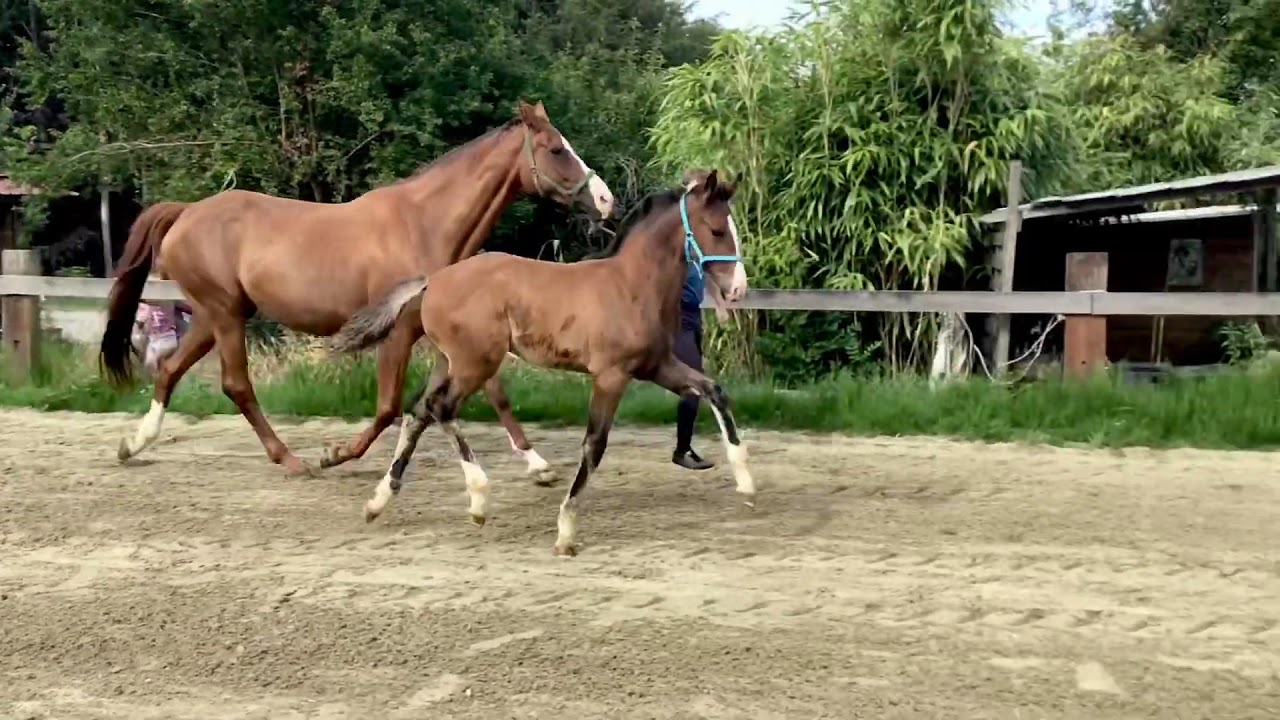 Escamillo x quaterback 2020 stallion