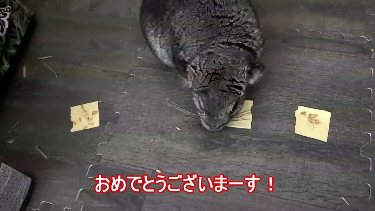 （実写注意）抽選会風景まとめ #ペット動画