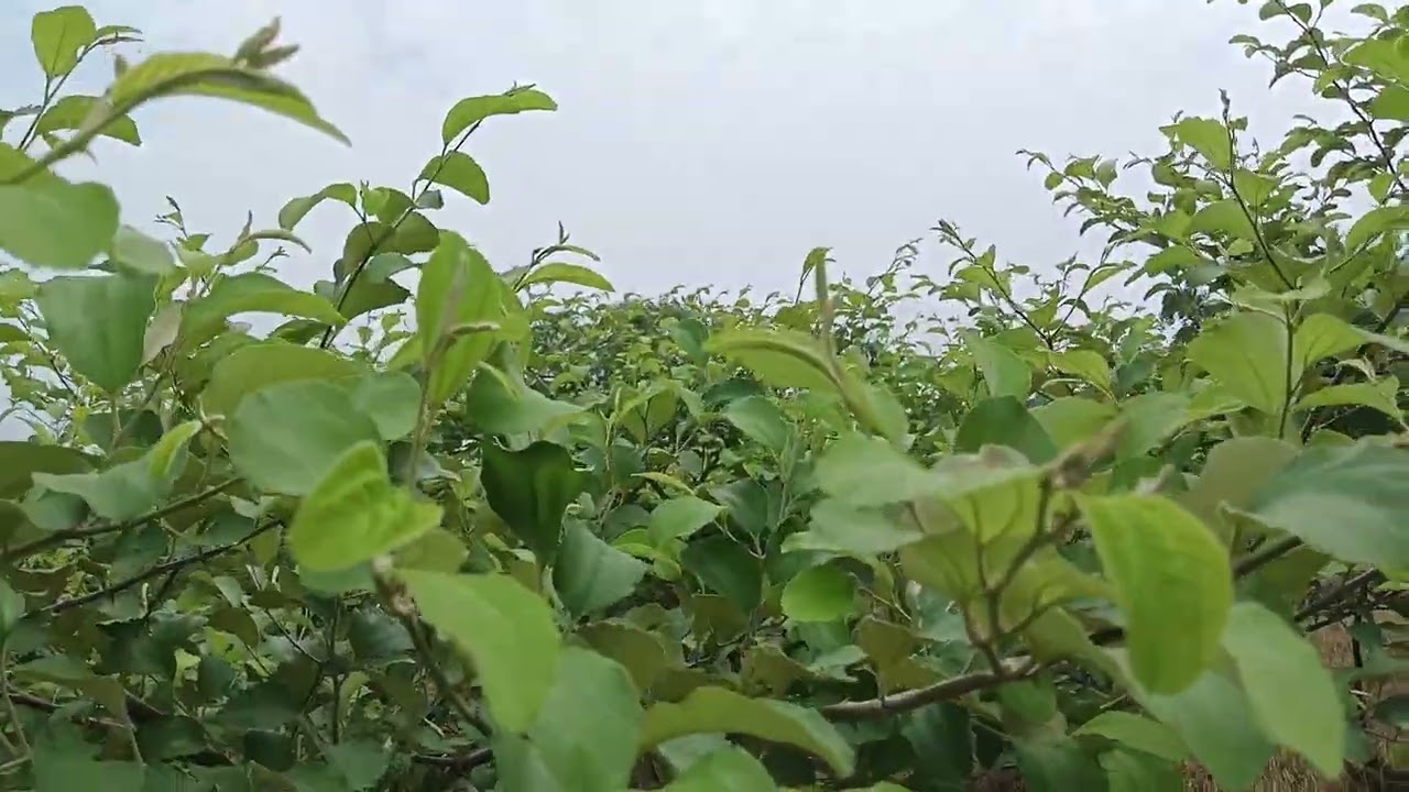 एप्पल बेर में फ्लोरिंग के समय कौन सा स्प्रे करें कि फ्रूटिंग अच्छा हो