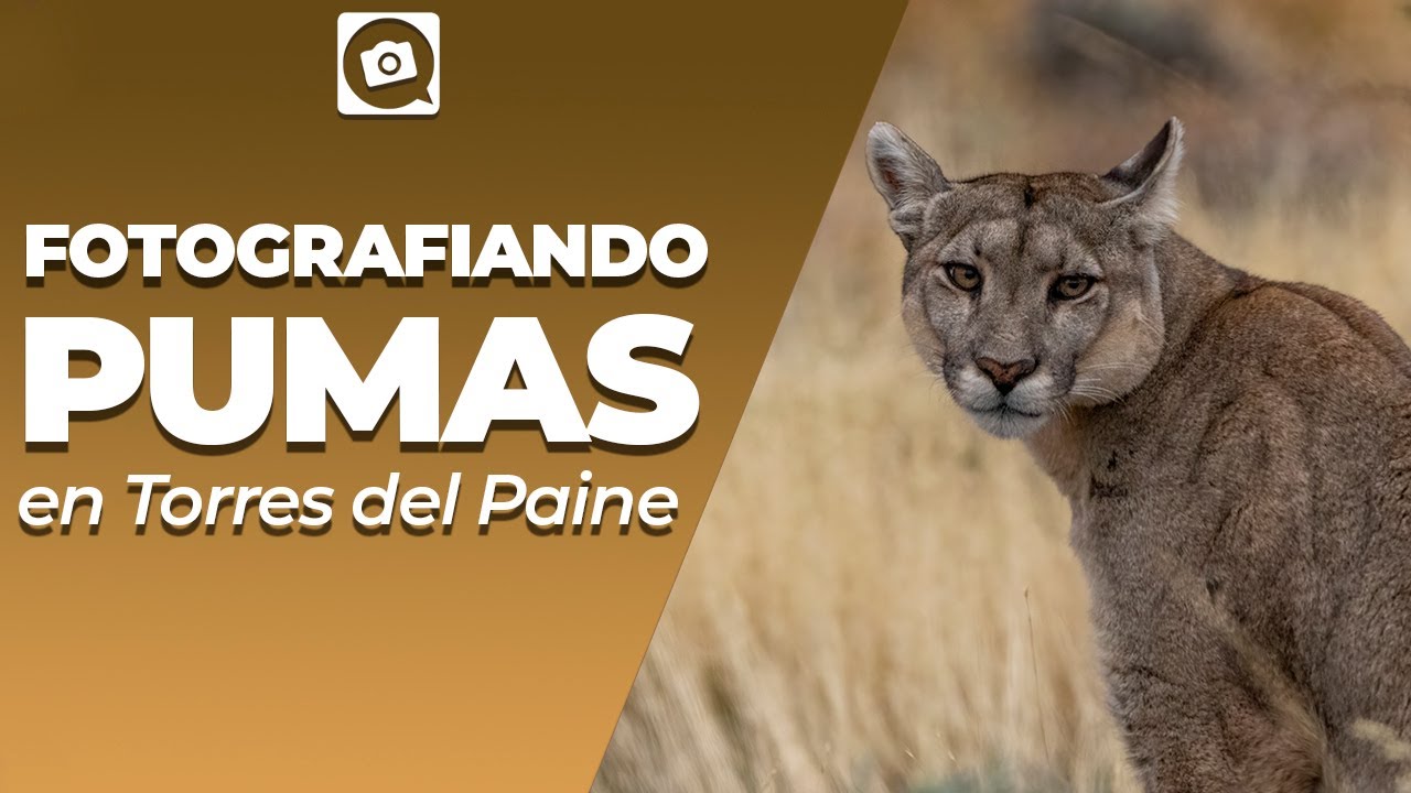 VIAJE 2500 KM PARA FOTOGRAFIAR PUMAS